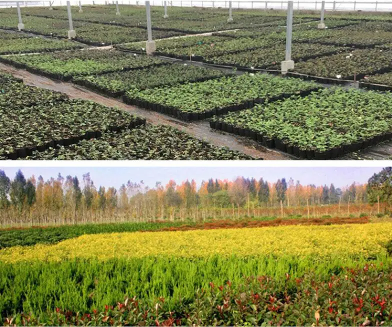 麦草种植植物种子托盘带排水孔农业水培漂浮绿地育苗公寓 - buy not