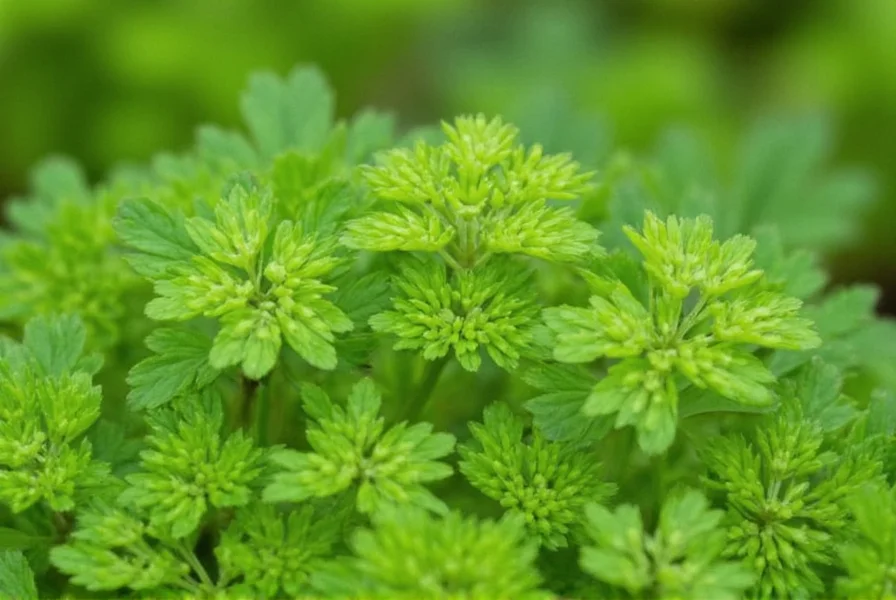 Coriander plant showing leaves, flowers, and seeds