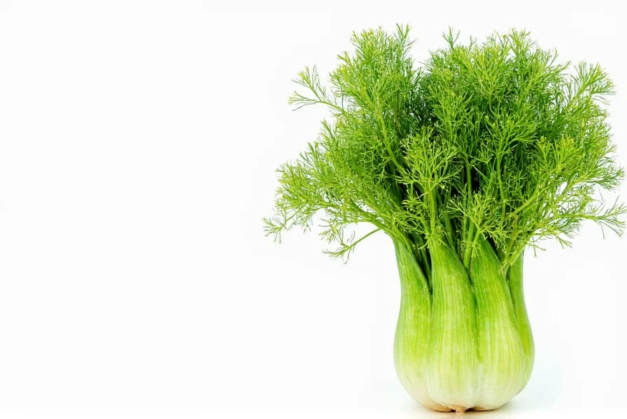 health properties of fennel