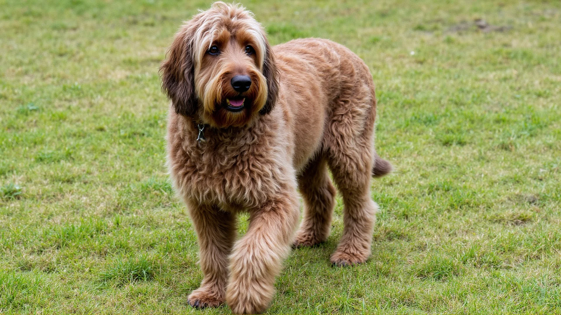 The Otterhound: Your Ultimate Water Sports Companion