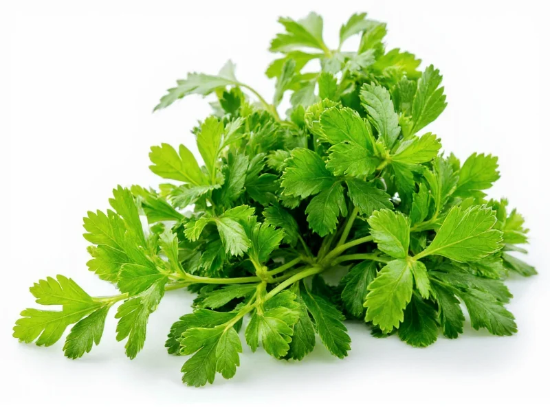 Best Substitutes for Fresh Parsley: Practical Kitchen Swaps