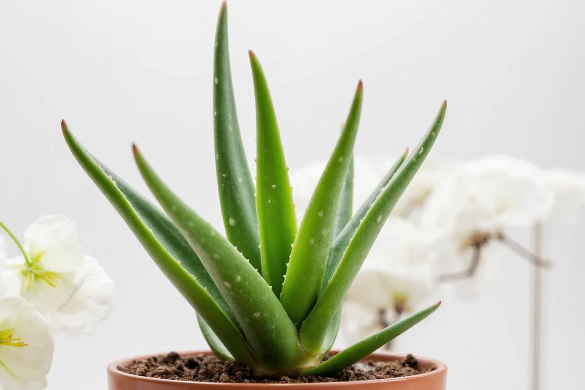 how to grow aloe vera plant from a leaf