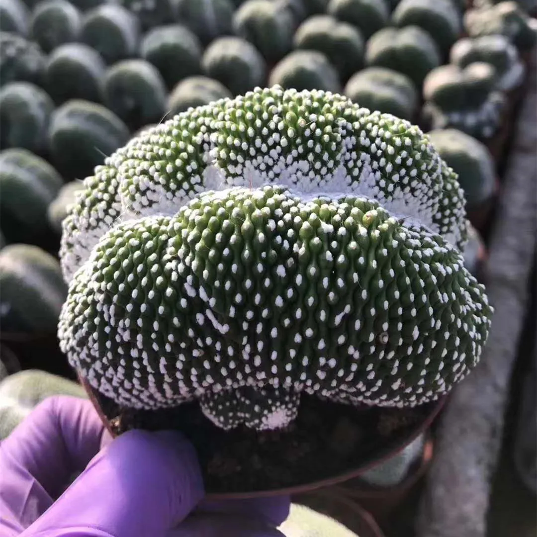 
Hot sale cactus Indoor home office cacti plants live cactus plant nature cactus 