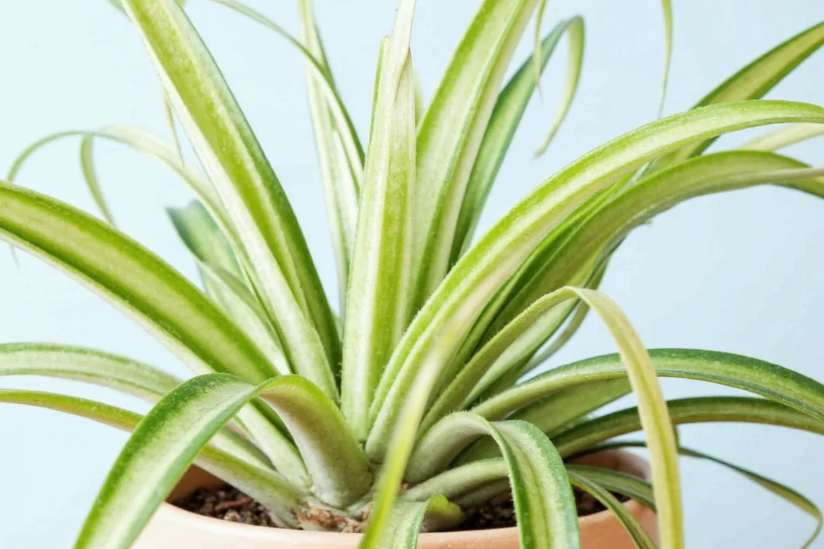 how often to water spider plant