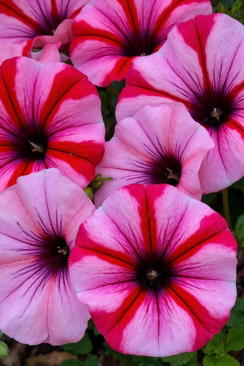 Striped petunias planted in a terracotta container placed on a high planter stand, out of reach from curious paws.