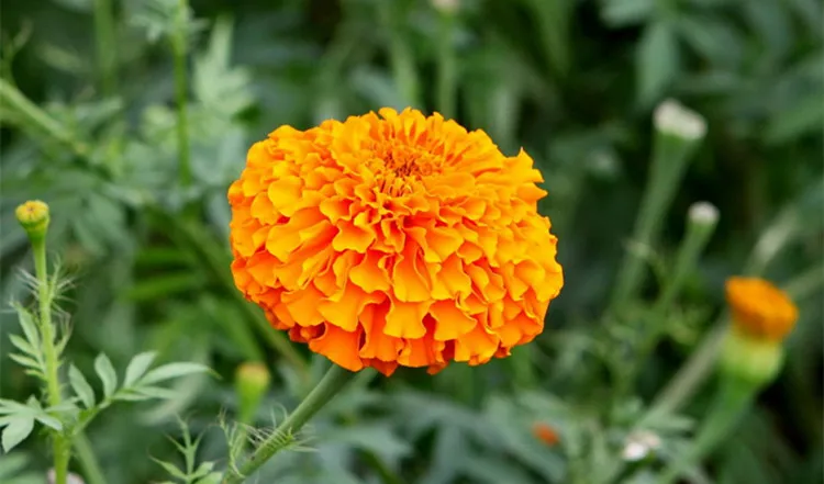 high quality marigold flower extract powder 10:1 lutein