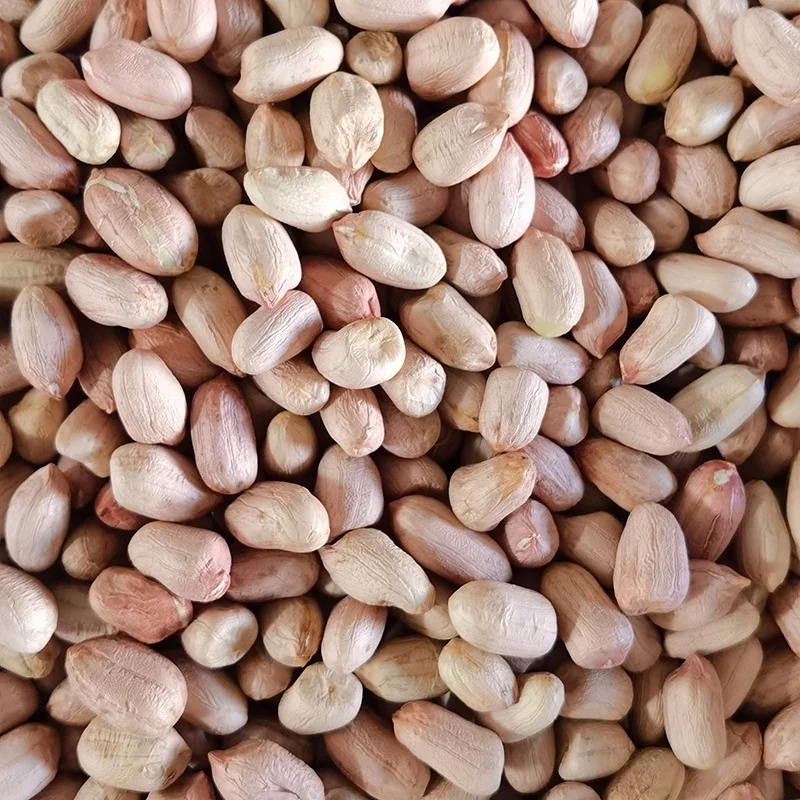 buyers wholesale jumbo raw bold blanched peanuts kernels for cooking details