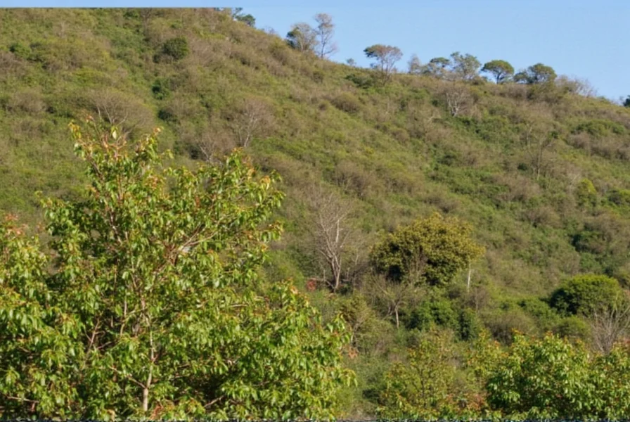 Close-up of cinnamon bark being harvested from tree in Sri Lanka