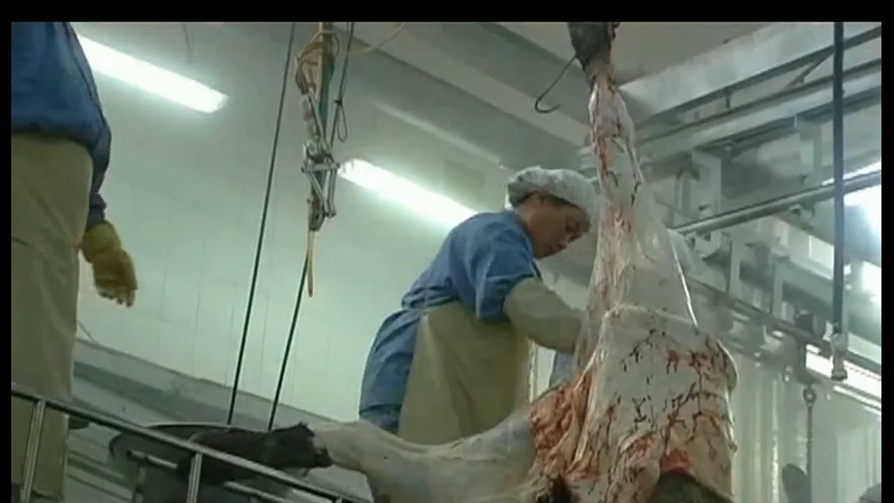 Halal Slaughter Line With Cow Abattoir Machine Buy Halal Slaughter