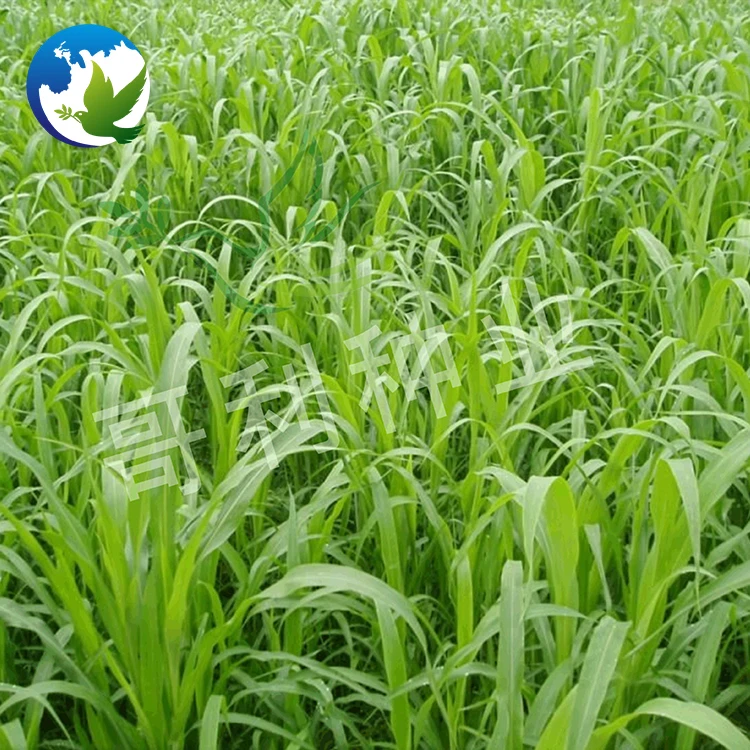 
Hybrid Grass Forage Seeds Gaodan Sudangrass Bicolor Hybrid Sudangrass Sudanense Seed Sorghum Sudan Grass Seeds 