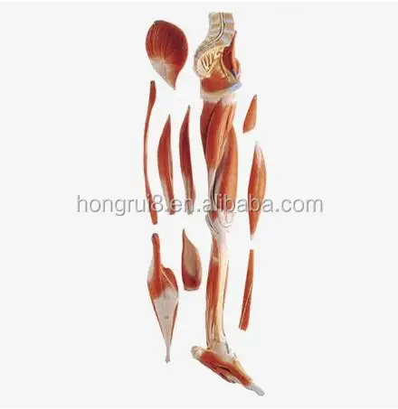膝付き高度下筋脚 10部 筋肉解剖学モデル Buy 筋肉解剖学モデル 筋肉解剖学モデル 筋肉解剖学モデル Product On Alibaba Com