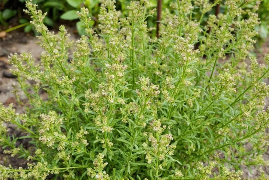 Mexican oregano seeds in a packet