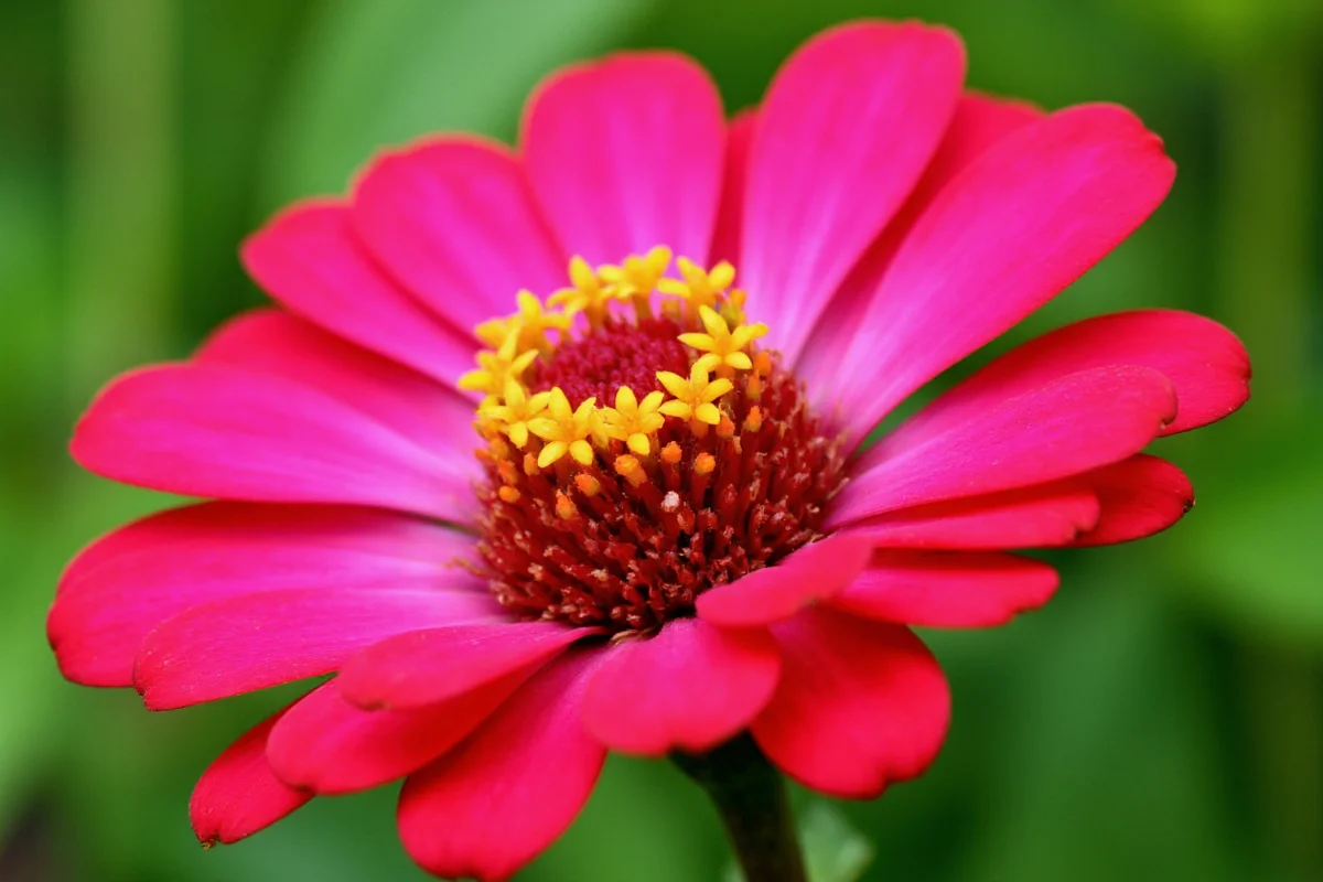 0921 zinnia