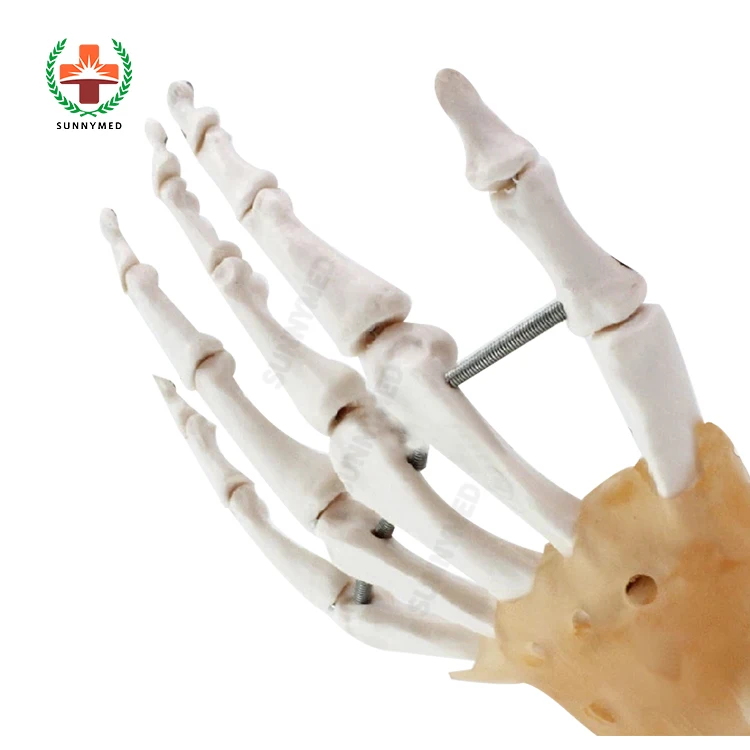 Sy N008 Model Kerangka Tangan Sekolah Model Buy Skeleton Model Model Tangan Tangan Model Harga Product On Alibaba Com