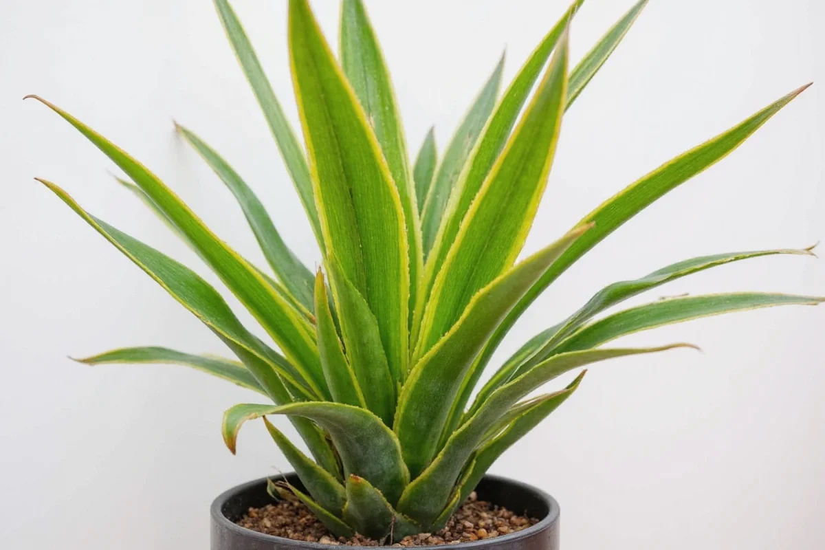 how to care for yucca plant