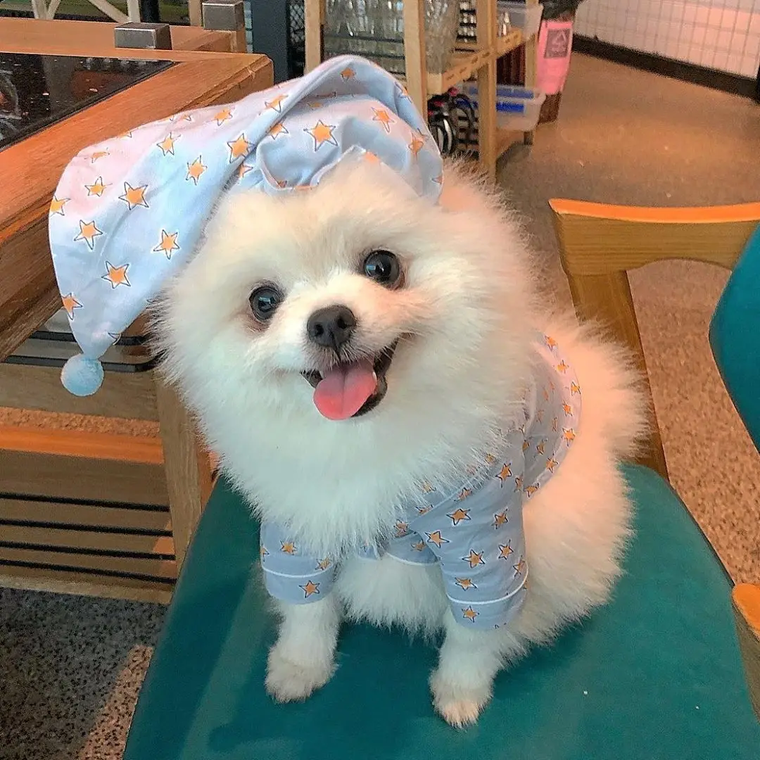 

INS new Korean spring blue star pet pajamas suit dog clothing pet clothes hat suit