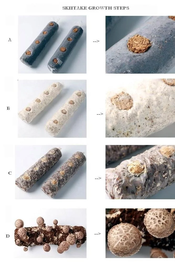 
Shiitake Mushroom Spawn Champignon Mushroom Seeds 