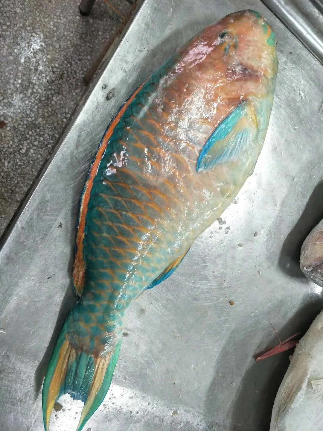 Wholesale Cheap Seafood Frozen Parrot Fish Buy Parrot,Frozen,Fish Product on