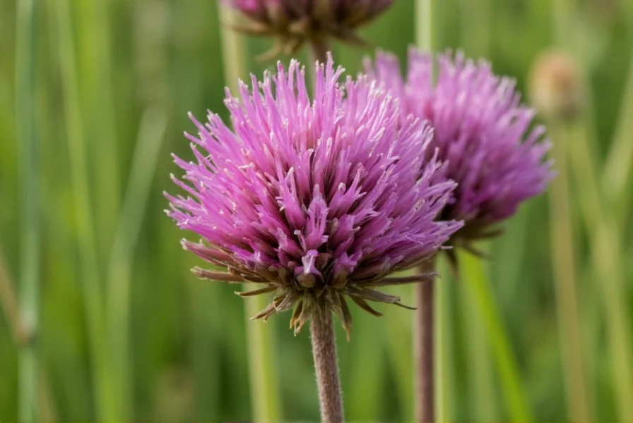 Traditionelle Zubereitungsarten für Schwarzkümmel mit Samen, Öl und Pulverformen