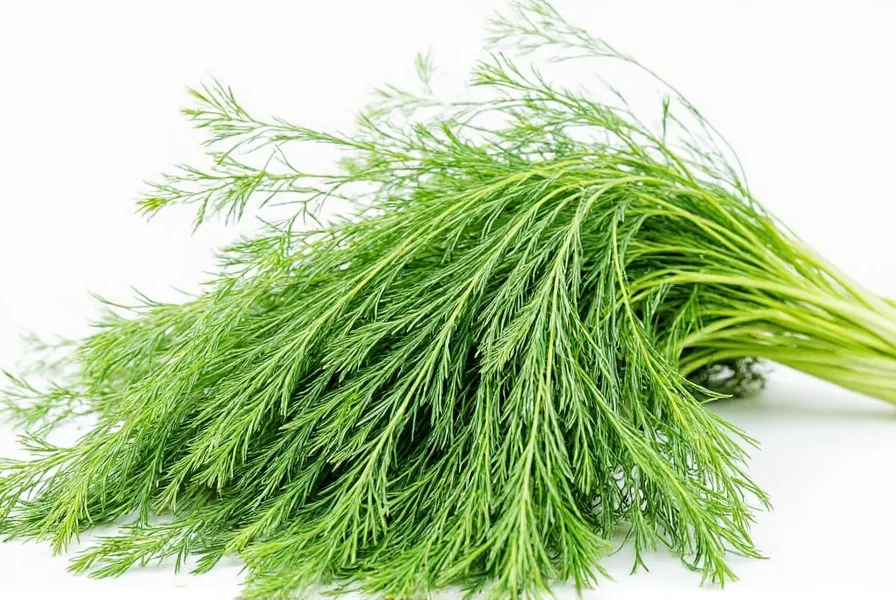 dill root the hidden gem of the herb world and how to use it like a pro