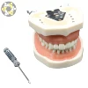 Standard teeth model with 28pcs screw in teeth for practice