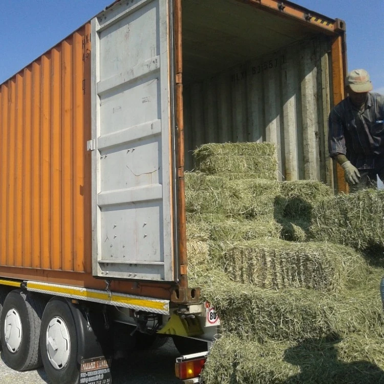 
Alfalfa hay from Turkey 