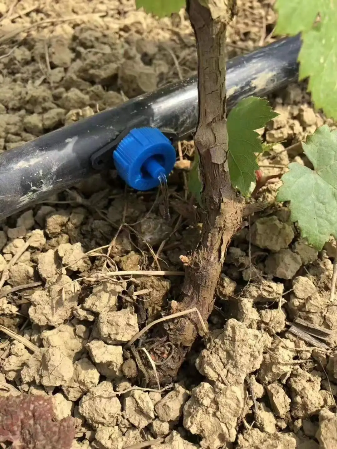 Pressure Compensating Dripper Pipe For Large Distance Fruit Trees With