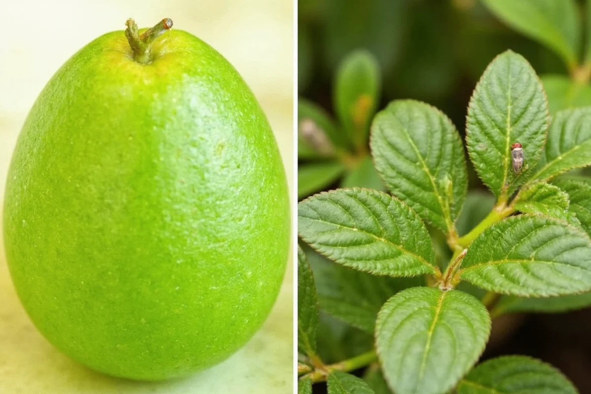 how to treat plants with spider mites