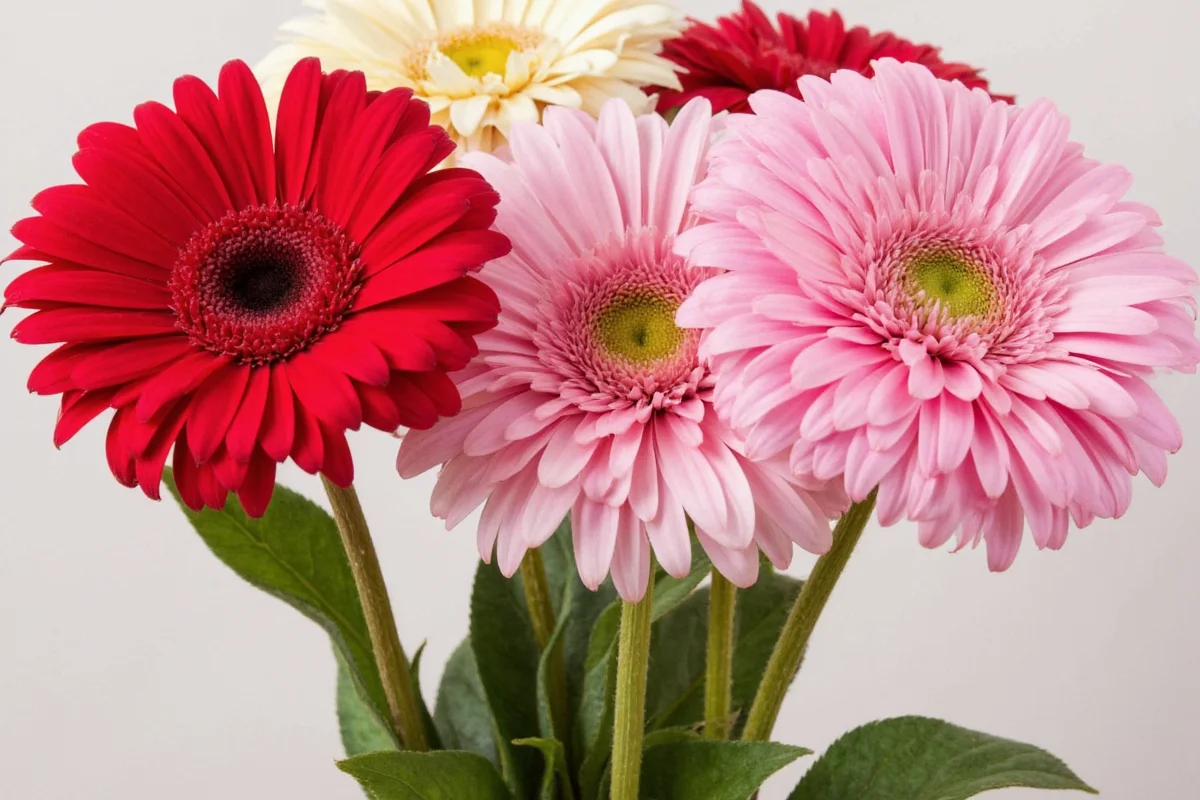 how do you take care of gerbera daisy plants
