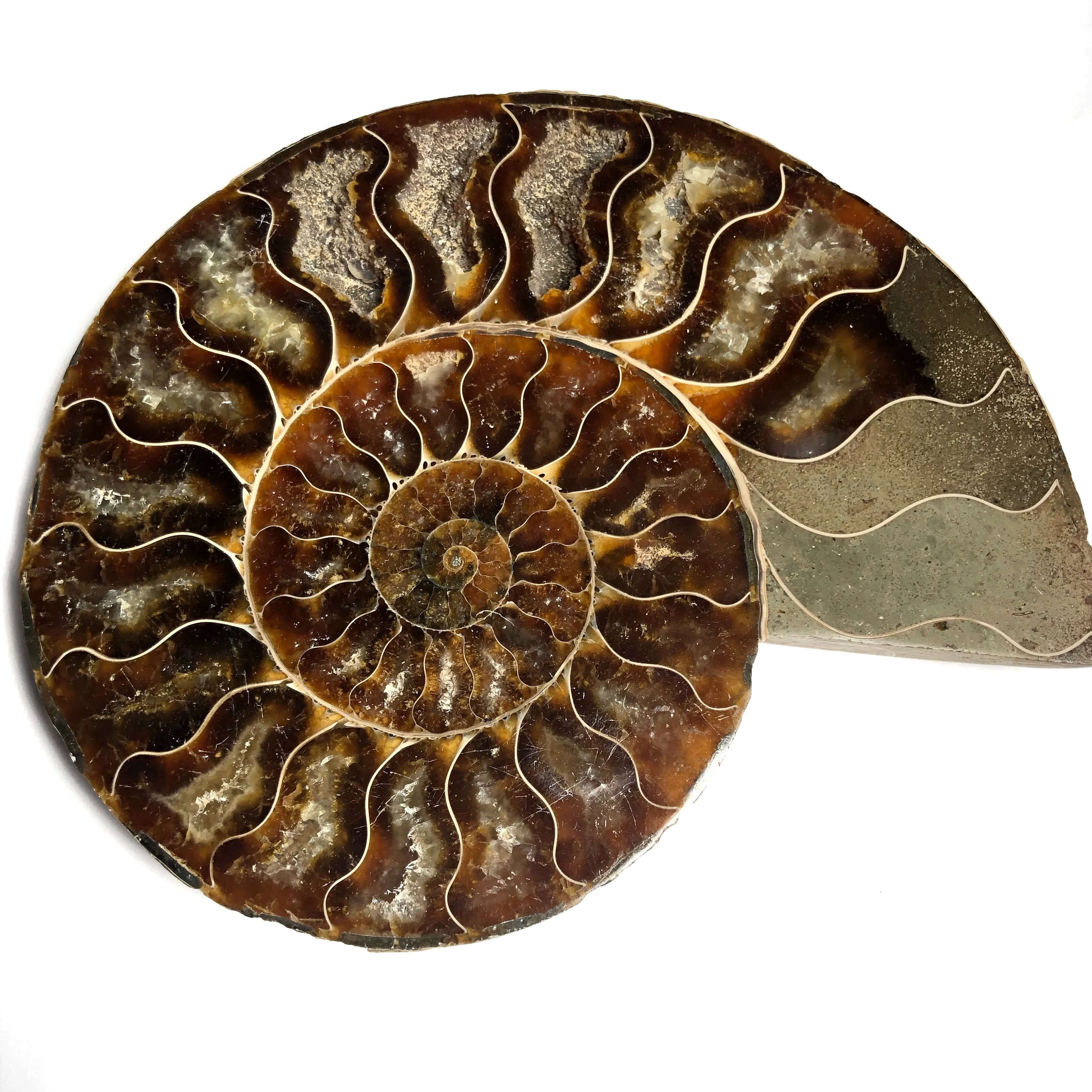 Pair of Madagascar Ammonite Fossil Nautilus Shell Cut Slices Specimen #ID-3307 