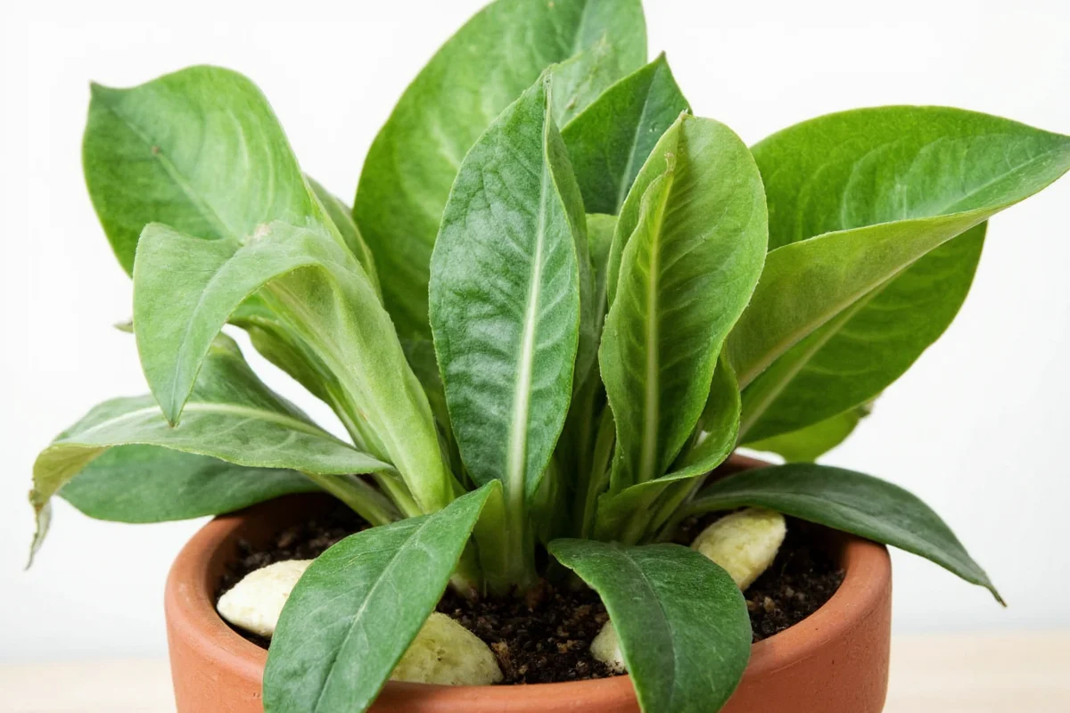 how to care for a rattlesnake plant