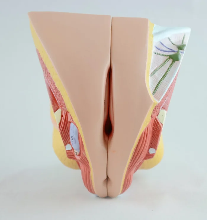 life size human female anatomical reproductive syste