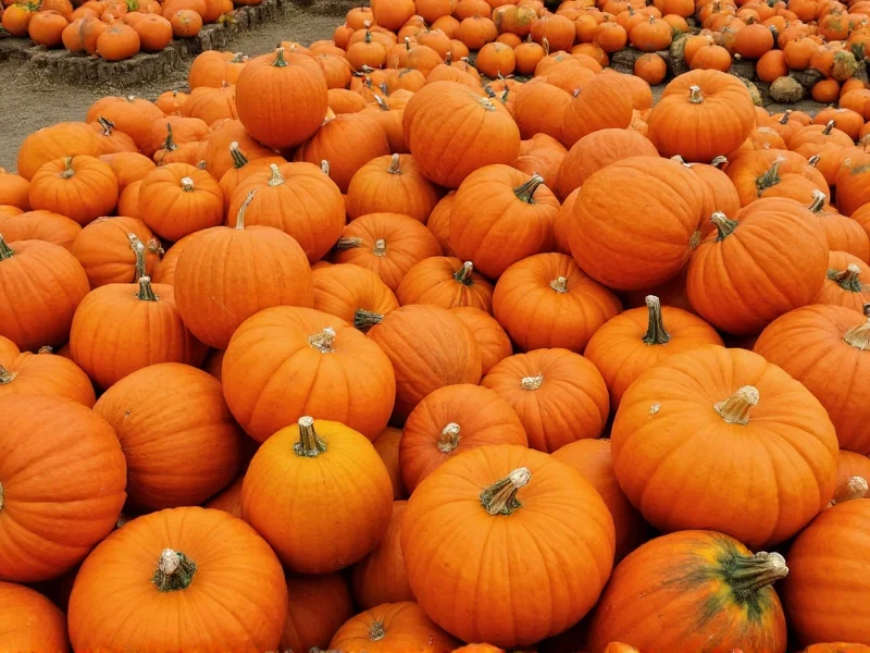 craft pumpkins bulk