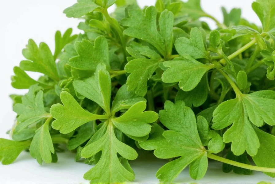 Coriander Herb: Complete Guide to Uses, Benefits & Cooking Tips