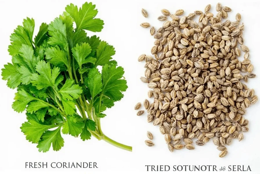 Side-by-side comparison showing fresh coriander leaves and dried coriander seeds with visual and textural differences highlighted