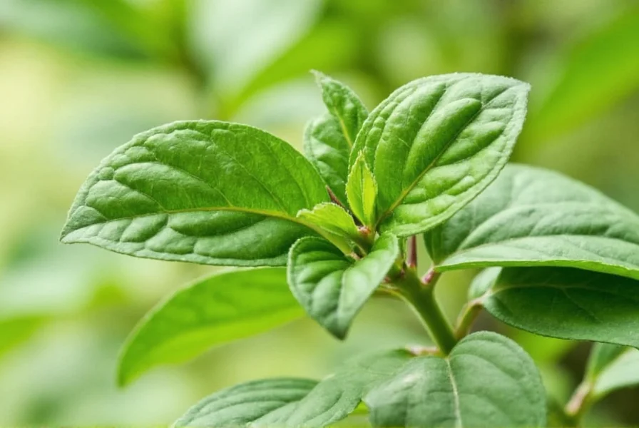Holy basil (Tulsi) plant growing in garden with close-up of purple leaves and white flowers