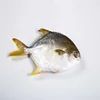 /product-detail/malaysia-market-good-taste-frozen-golden-pomfret-fish-62296901493.html