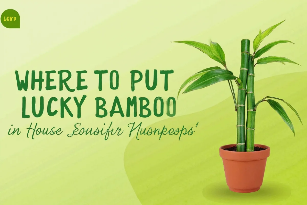 Where to Put Lucky Bamboo in House for Best Results
