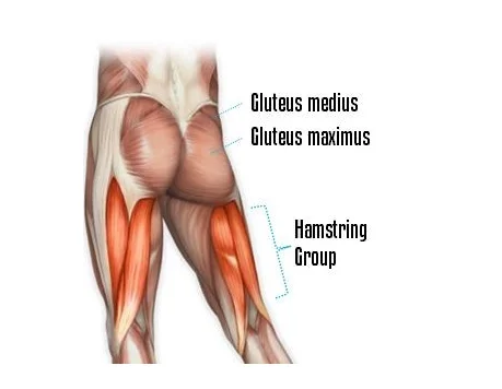 Gluteus Maximus мышца