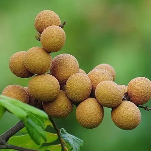 Dehydrated Longan Natural Healthy Sulfur Free Dried Fruit Guiyuan Buy Longan Thai Fruit Fresh Longan Meat Organic Longan Product On Alibaba Com