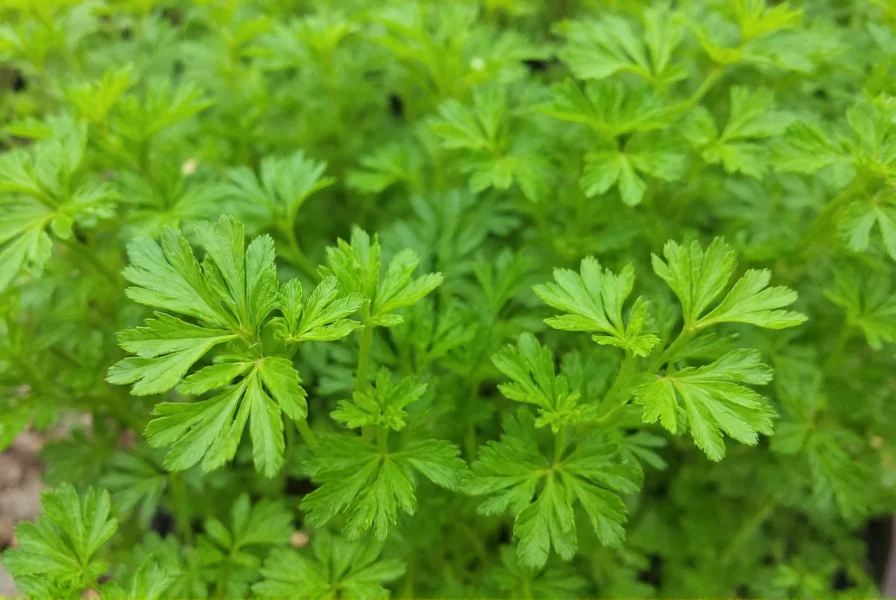 Parsley Plant: Complete Growing Guide & Care Tips
