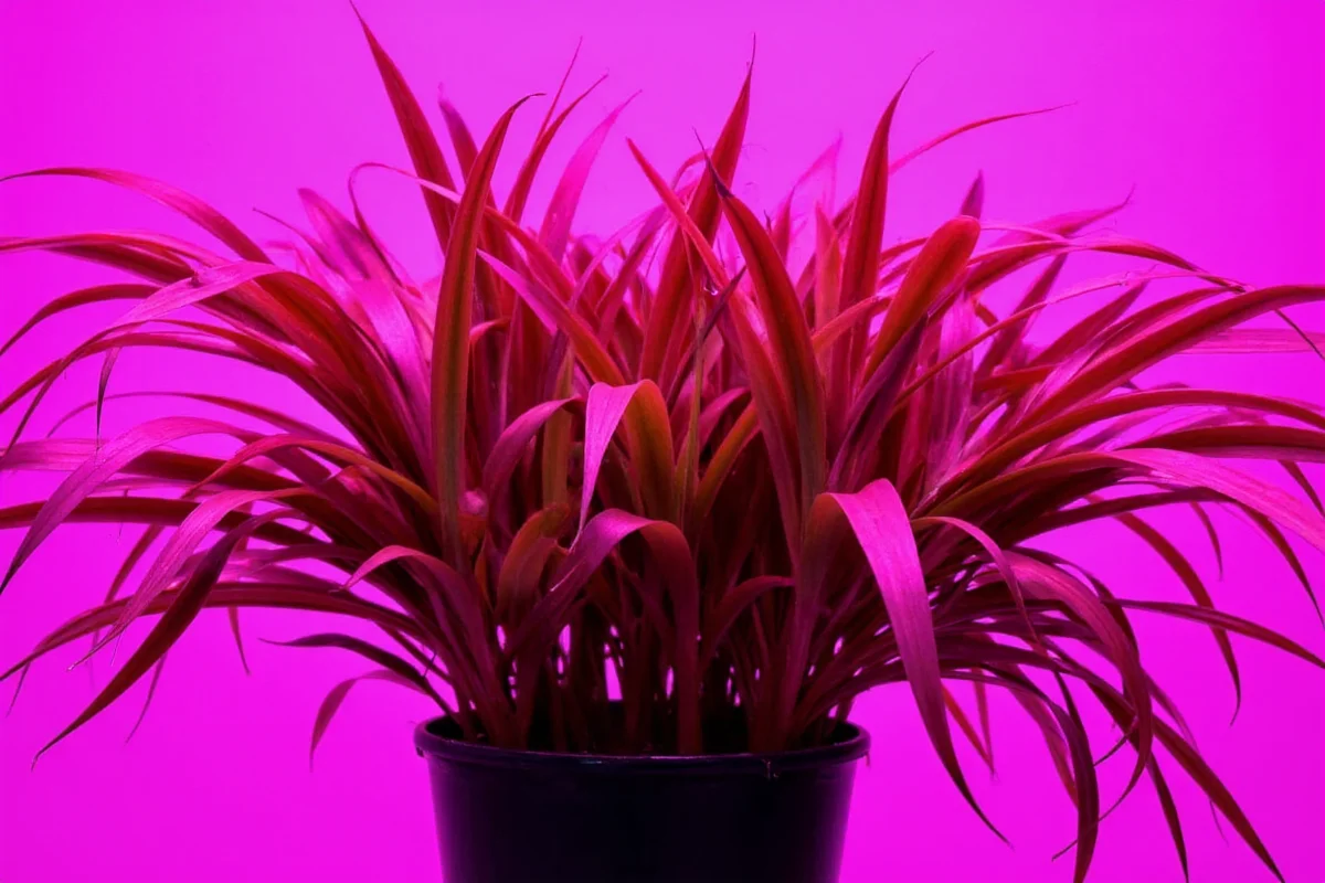 do spider plants need a lot of light