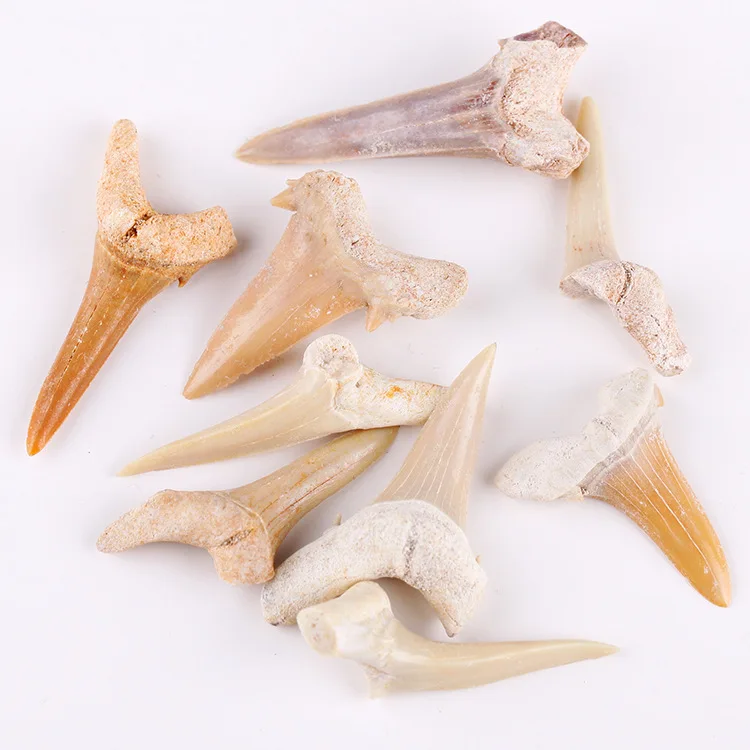 

Collection of Shark Tooth Fossil Artwork Specimens for Educational Purposes