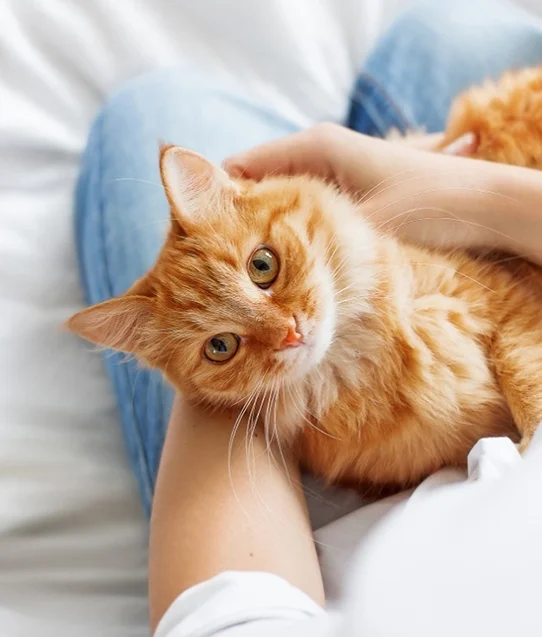 Huzhou Fpt Pet Products Co., Ltd. Pet Bed/Dog Chew Toy/Pet Collar/Pet