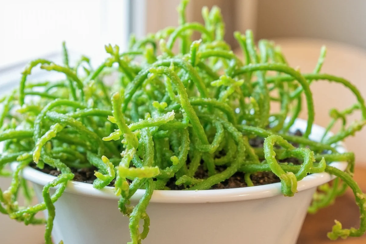 how to take care of jade plant indoor