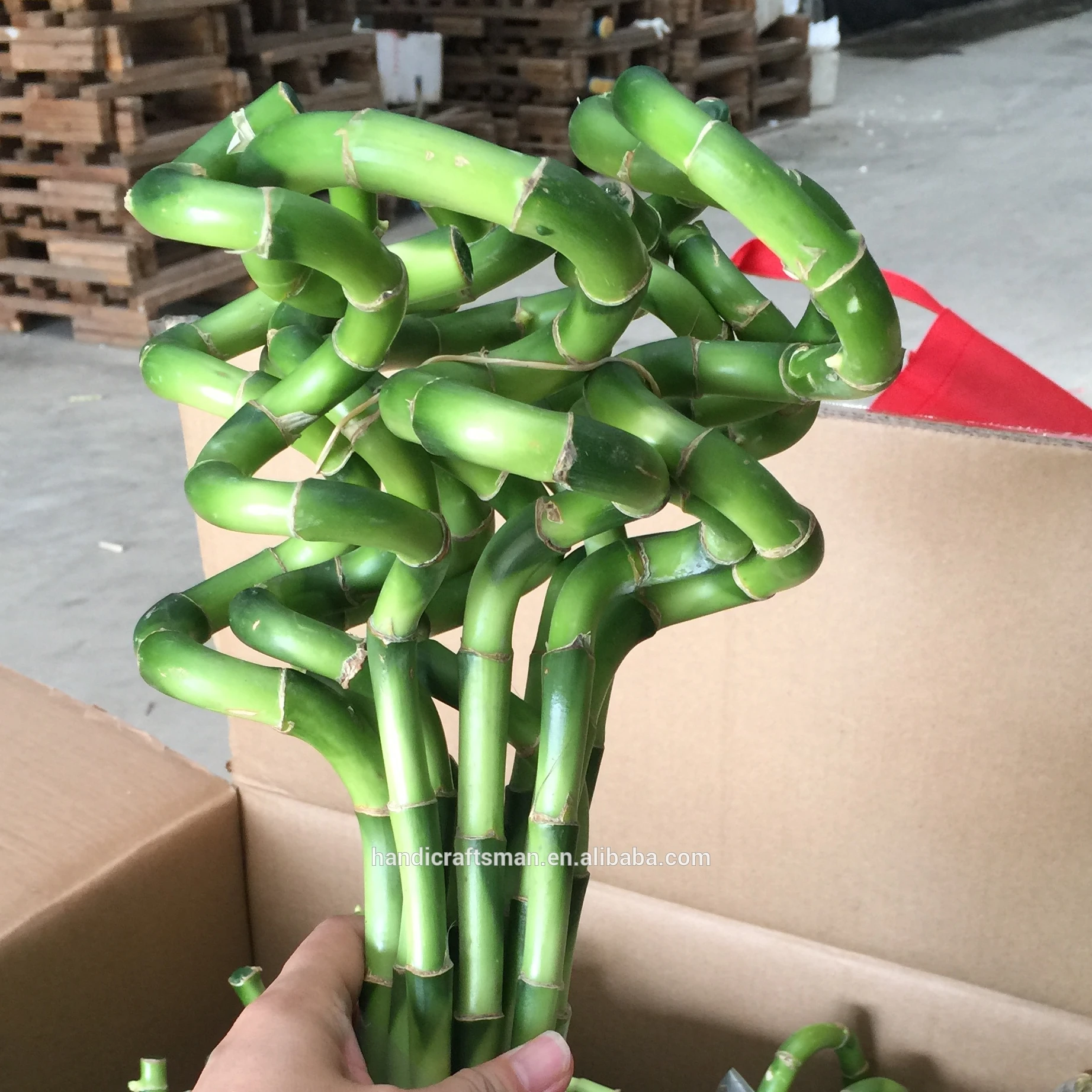 
Farm price best sell indoor ornamental live aquatic twisted nature plants curly spiral lucky bamboo 