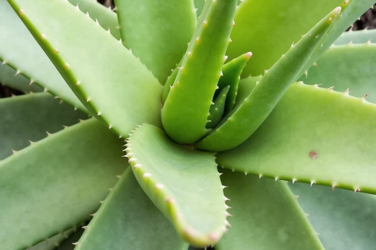 how to care for aloe plants
