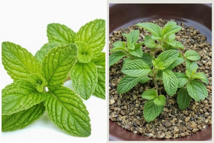Peppermint Leaf