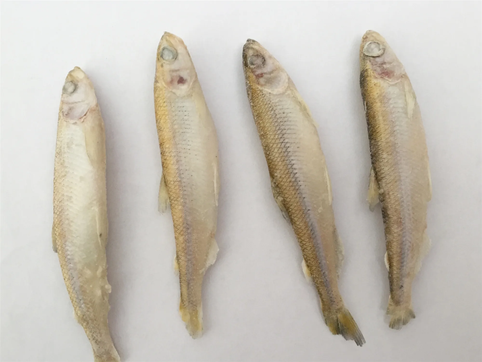 All Types Of Frozen Seafood Frozen Pond Smelt Fish Supplier Buy