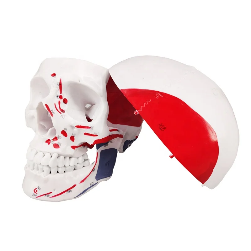 
Human Anatomical Skull Medical Removable Skeleton Teaching Model  (60714900767)